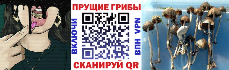 сайты даркнета как зайти  купить закладку  Воронеж  Псилоцибиновые грибы ЛСД 